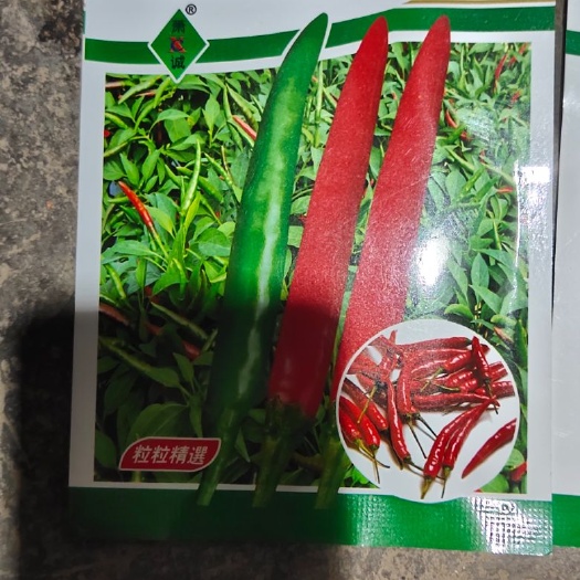 巨野县朝天椒种子  泰辣816.高辣818