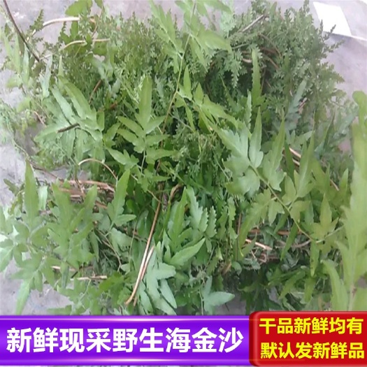 海金沙.新晒海金沙藤.中草药排化结石茶.新鲜罗网藤.干品发货