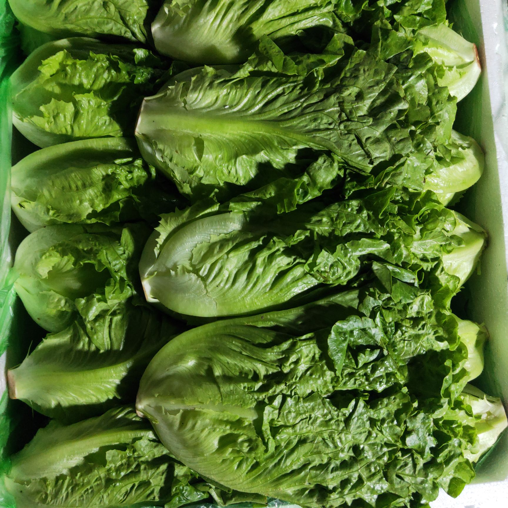 意大利生菜 意大利（生菜），青甜脆口，干水，可储存72小时
