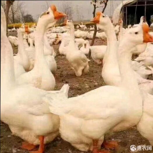 柏乡县大三花鹅 长期大鹅出售