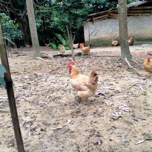 广州土鸡 杂粮喂养三黄鸡