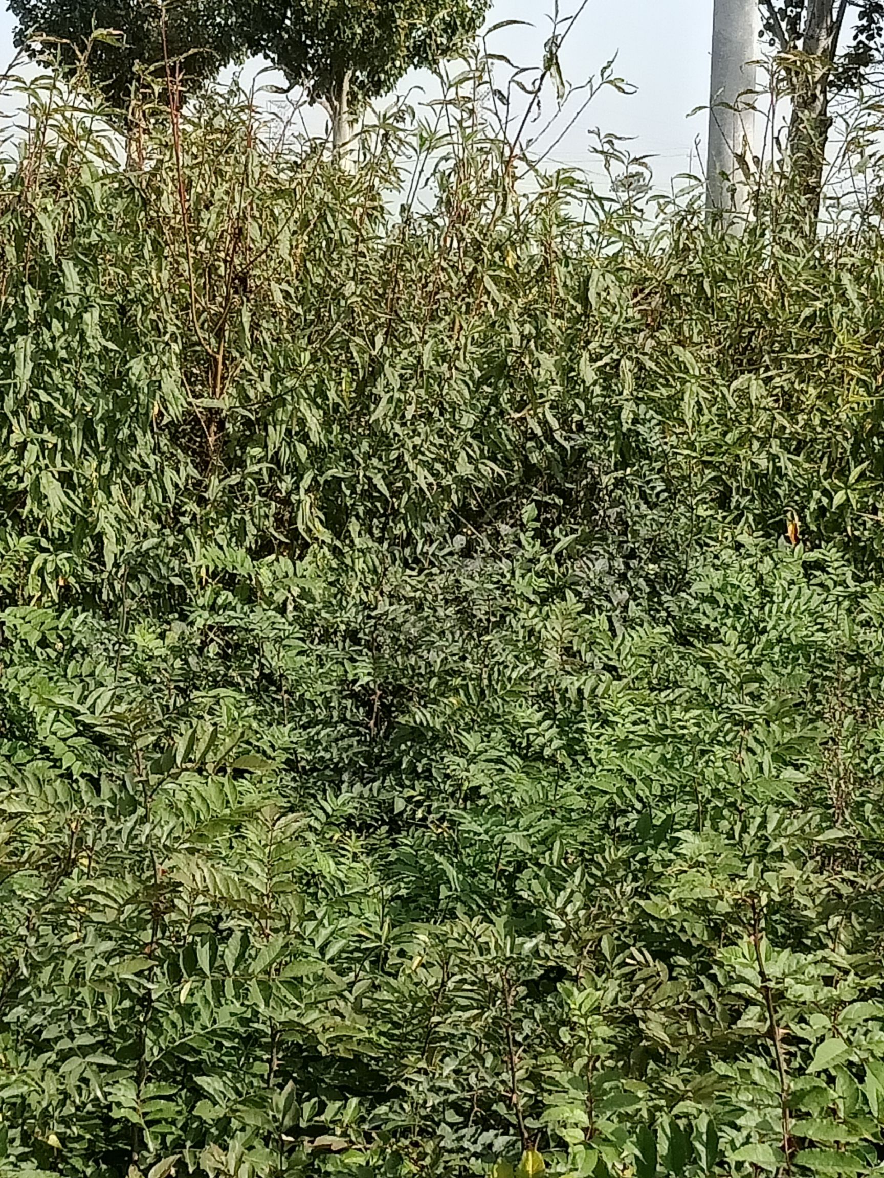 中蟠11号桃树苗  中盘11   黄金蟠桃