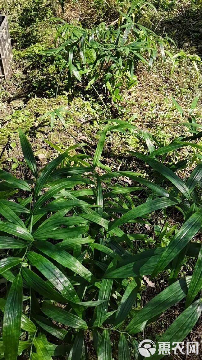 黄精种苗  姜形黄精  湖北恩施本地不倒苗黄精，山上种子繁殖。