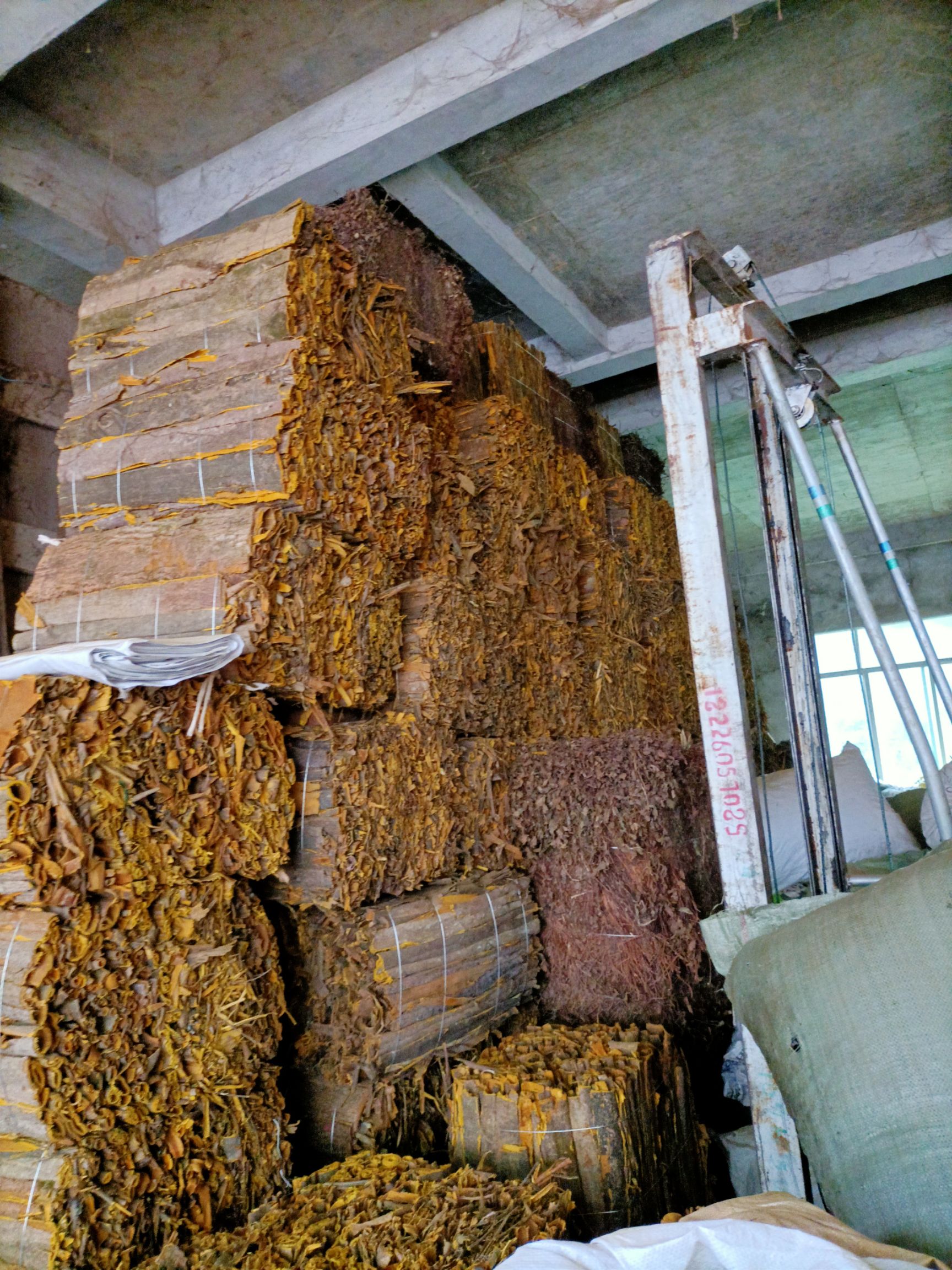 筠连县川黄柏大货个子产地直销大货批发
