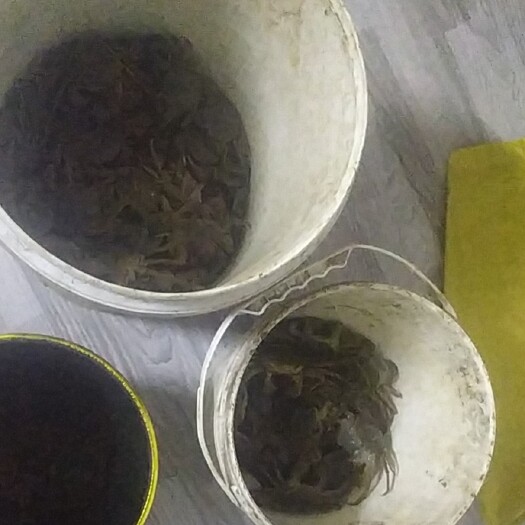 淮滨县大闸蟹 螃蟹，2两左右，