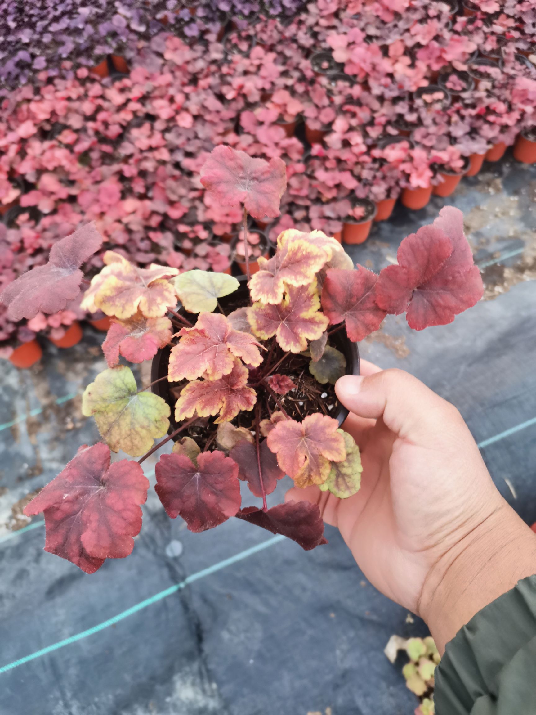 矾根种苗  矾根多色矾根矾根基地绿化苗珊瑚铃耐寒植物观赏植物