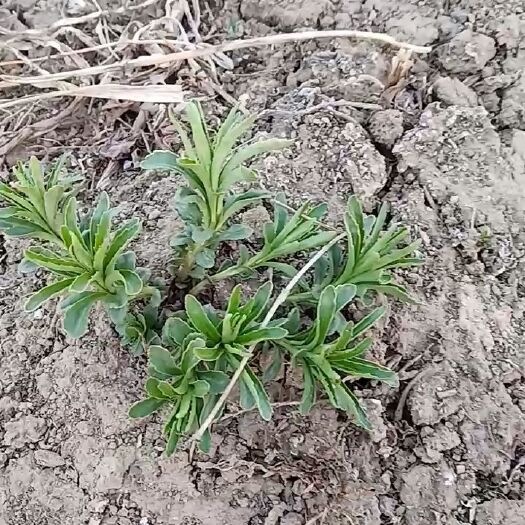 梅河口市救心菜种子 救心菜，种苗