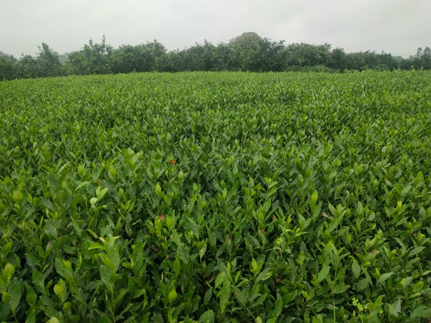 中茶108号茶树苗  品种齐全需要联系