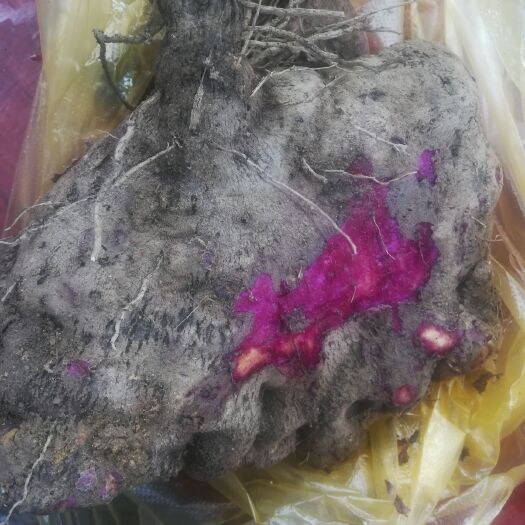 麻栗坡县毛薯 红心山药