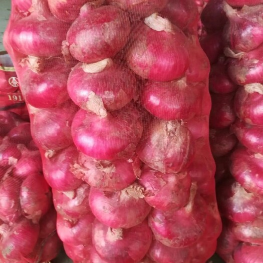 金乡县黄皮洋葱  红皮洋葱质量好价格低