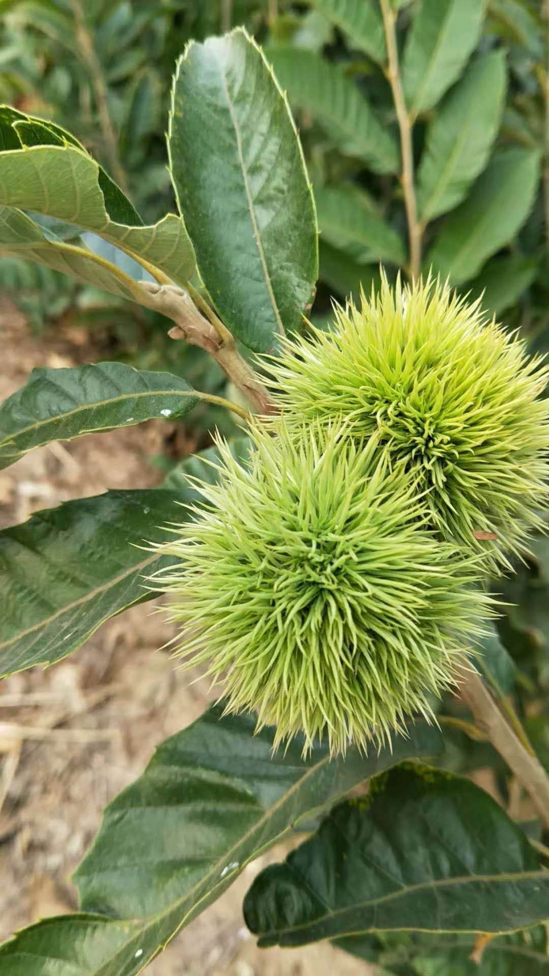 大红袍板栗苗  板栗苗 板栗树苗 栗子苗真正的嫁接苗南北方均当年种植当年结果