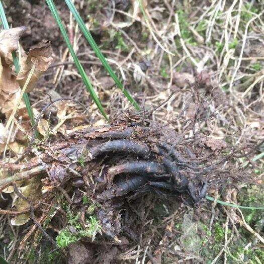 内江贯叶连翘  尖嘴 贯众