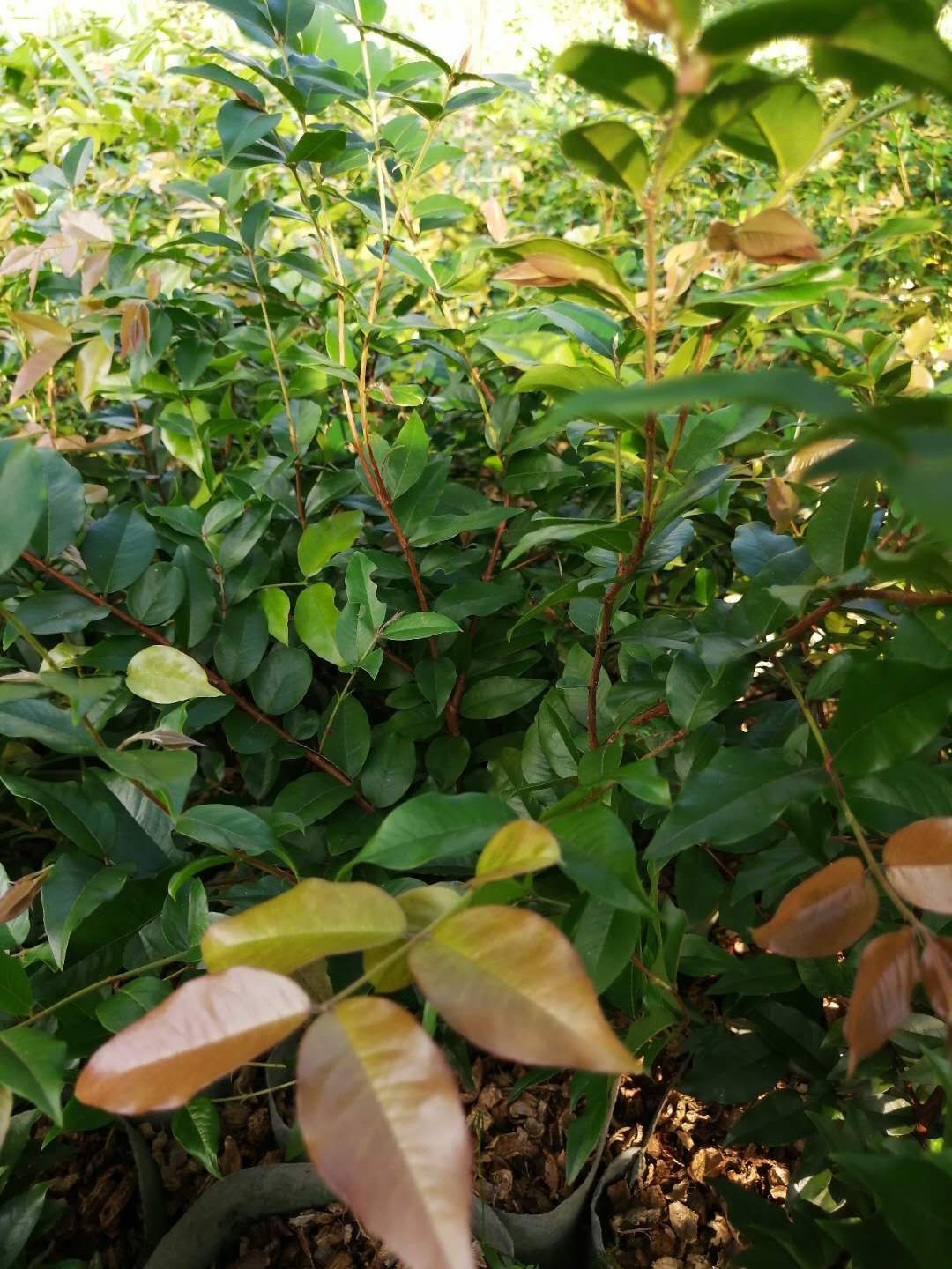 树葡萄苗，四季红妃嘉宝果苗