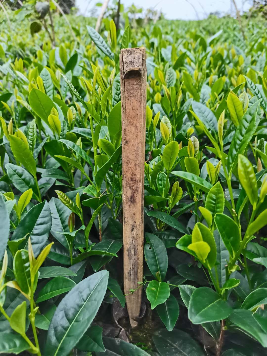中茶108号茶树苗  品种齐全需要联系