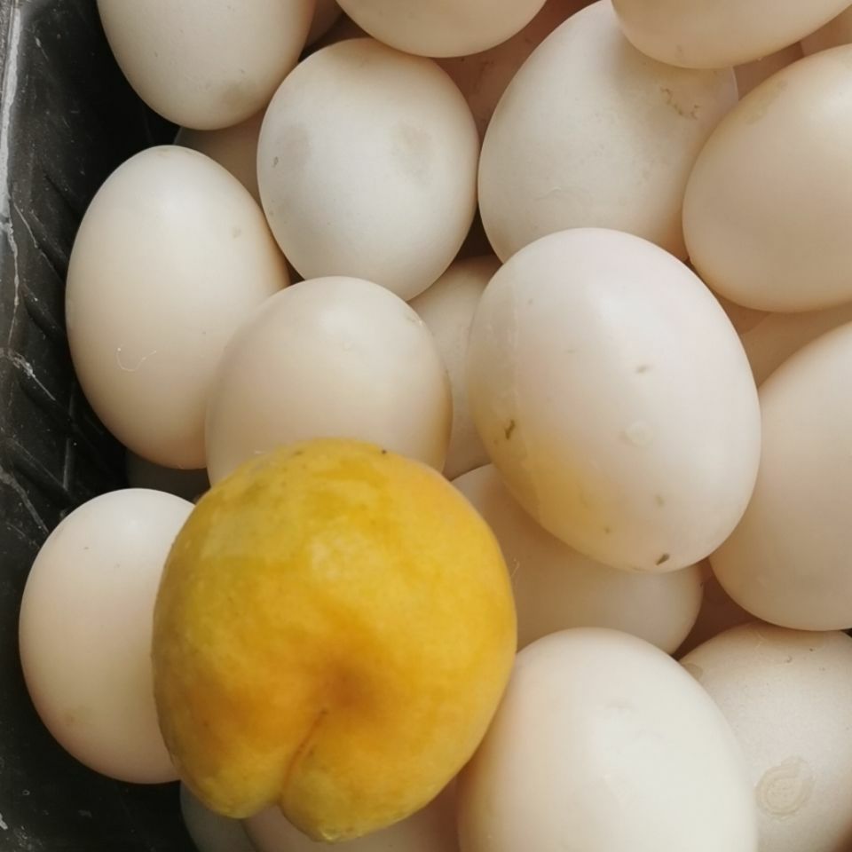  番鸭种蛋可吃可孵化受精蛋大羽番鸭蛋