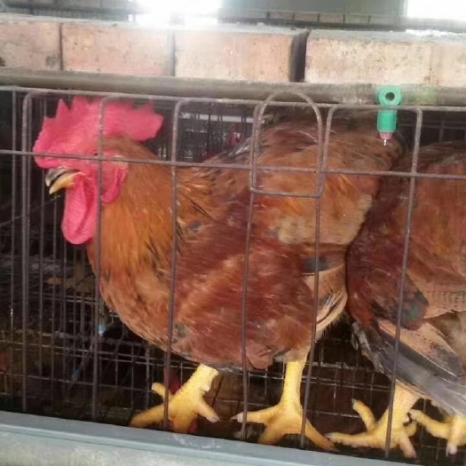什邡市快大型良凤花鸡苗 良凤鸡苗批发 麻黄鸡苗 麻花鸡苗