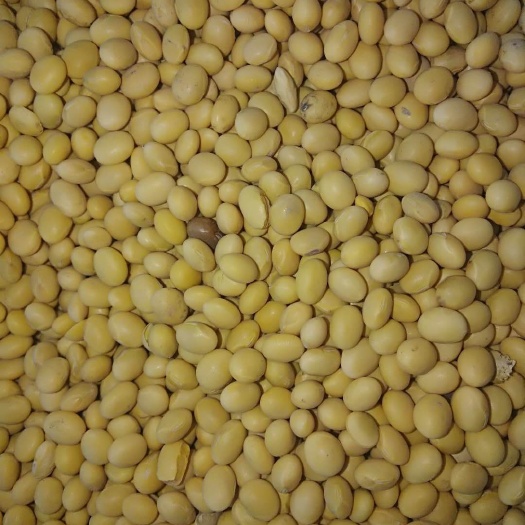 东宁市中黄13黄豆 生大豆 1等品 