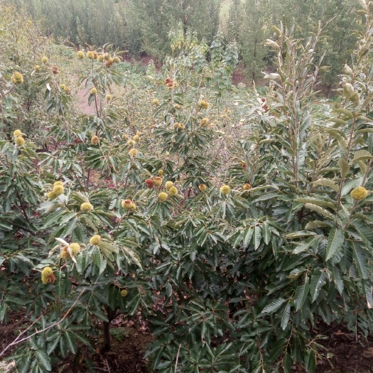 方城县大红袍板栗苗  嫁接好的板栗树苗，品种优良，通走优惠！