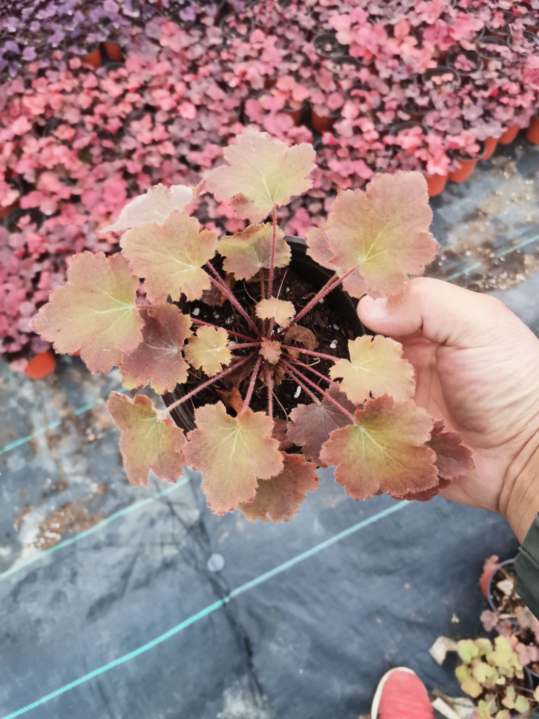 矾根种苗  矾根多色矾根矾根基地绿化苗珊瑚铃耐寒植物观赏植物