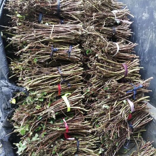 封丘县大毛花金银花苗  金银花苗扦插育苗专用枝条 河南封丘大毛花四