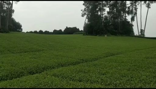 雅安中黄1号  品种齐全，需要联系