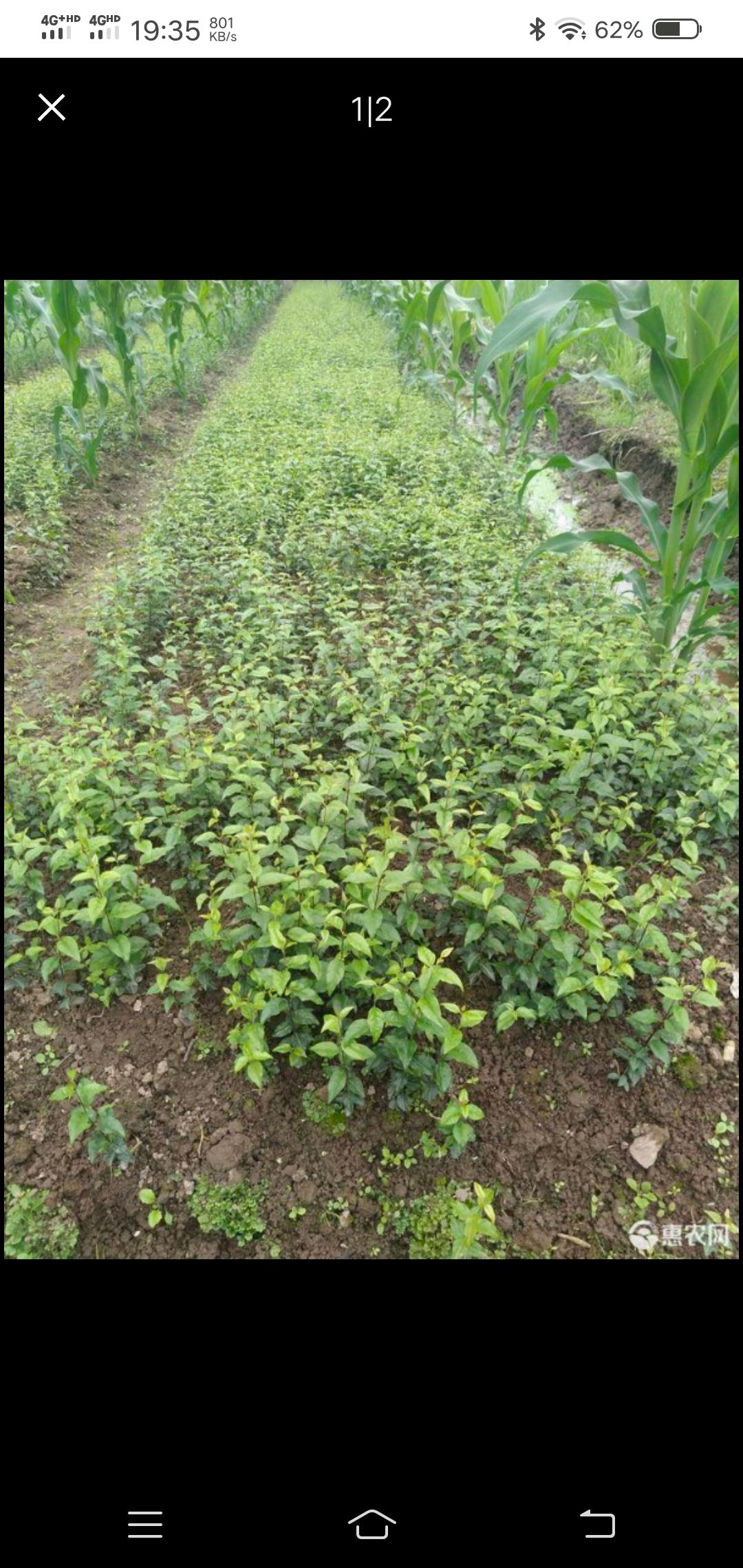 中茶108号茶树苗  品种齐全需要联系