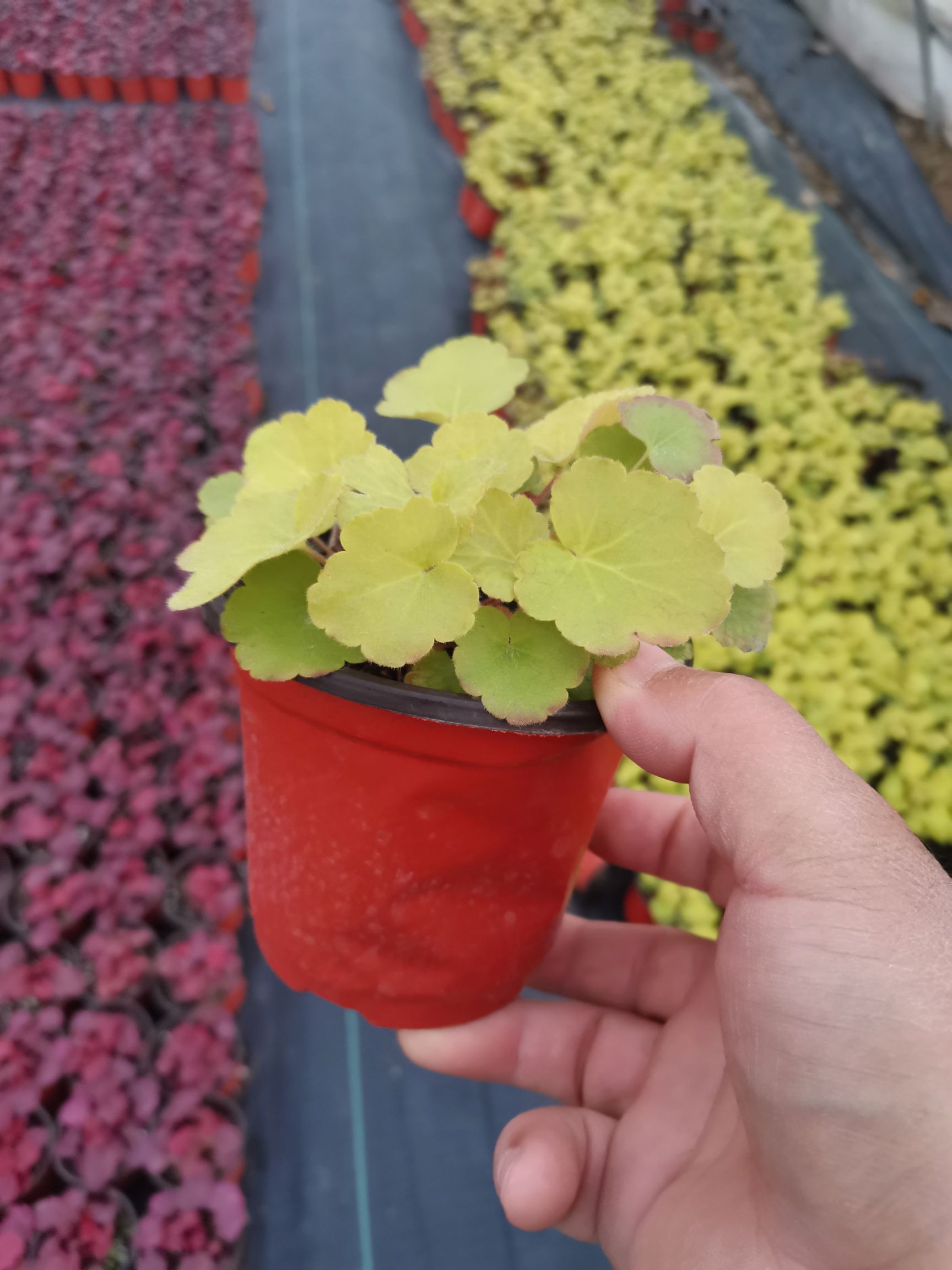 矾根种苗  矾根多色矾根矾根基地绿化苗珊瑚铃耐寒植物观赏植物