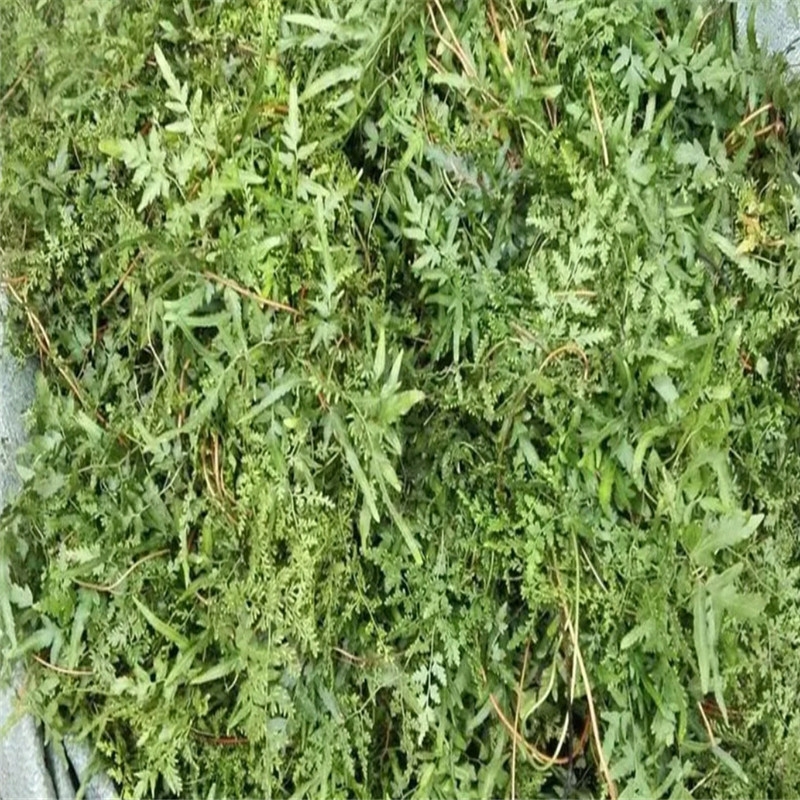 海金沙.新晒海金沙藤.中草药排化结石茶.新鲜罗网藤.干品发货