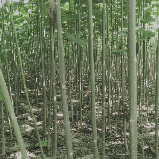西华县泡桐苗。批发各种规格的泡桐苗。