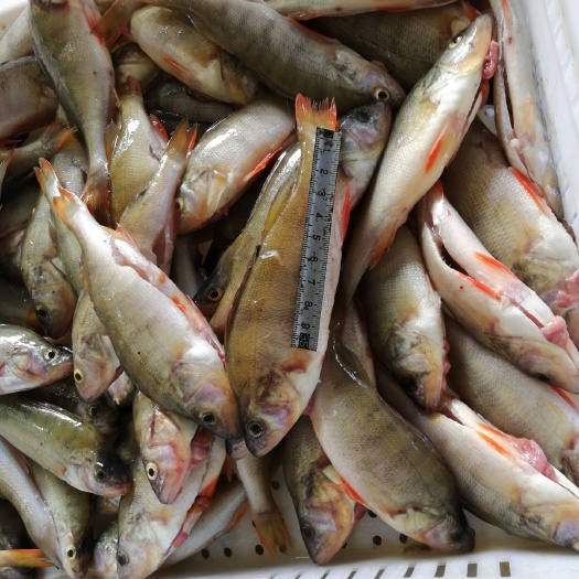 宽甸县淡水鲈鱼  河鲈鱼
