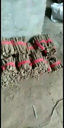 西华县基地常年批发，泡桐种子根根。