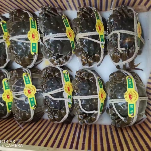 广州 江苏大闸蟹