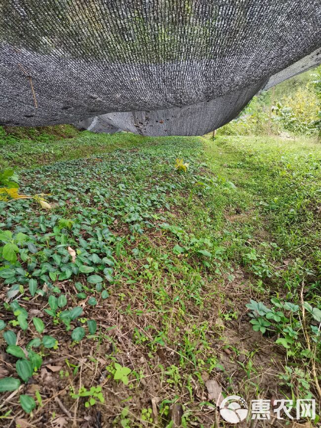 黄精种苗  姜形黄精  湖北恩施本地不倒苗黄精，山上种子繁殖。