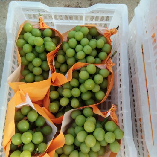 栖霞市红宝石葡萄  无核，甘甜爽口，色泽艳丽，