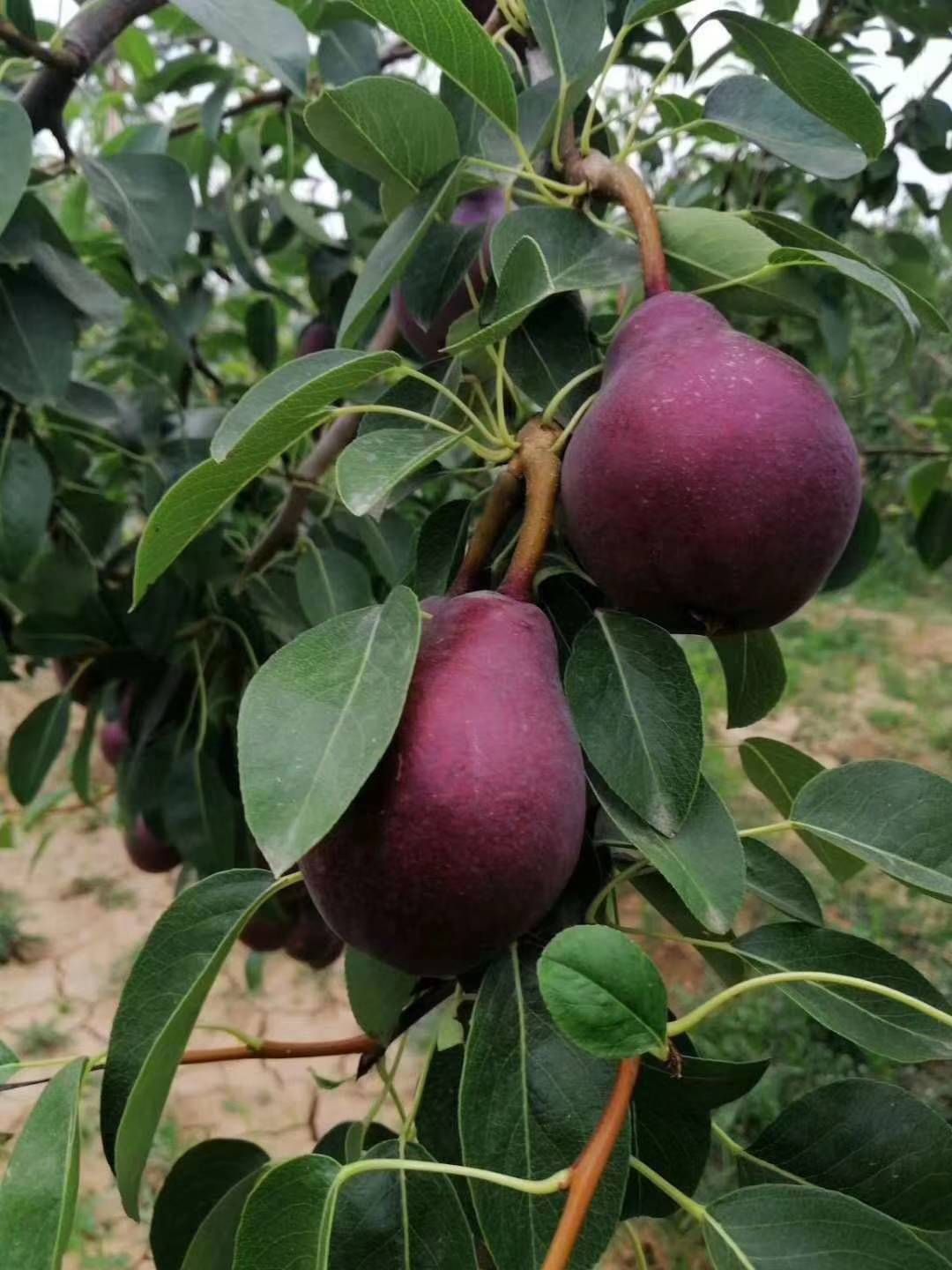 澄城县红啤梨 考密斯梨 太婆梨 洋梨 网红梨