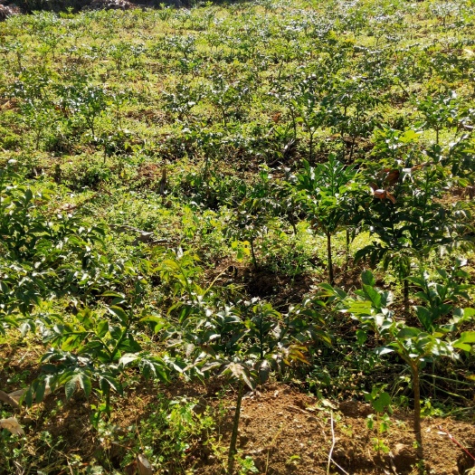 富源县魔芋种子  云南优质花魔芋一代二代，免费提供种植技术指导