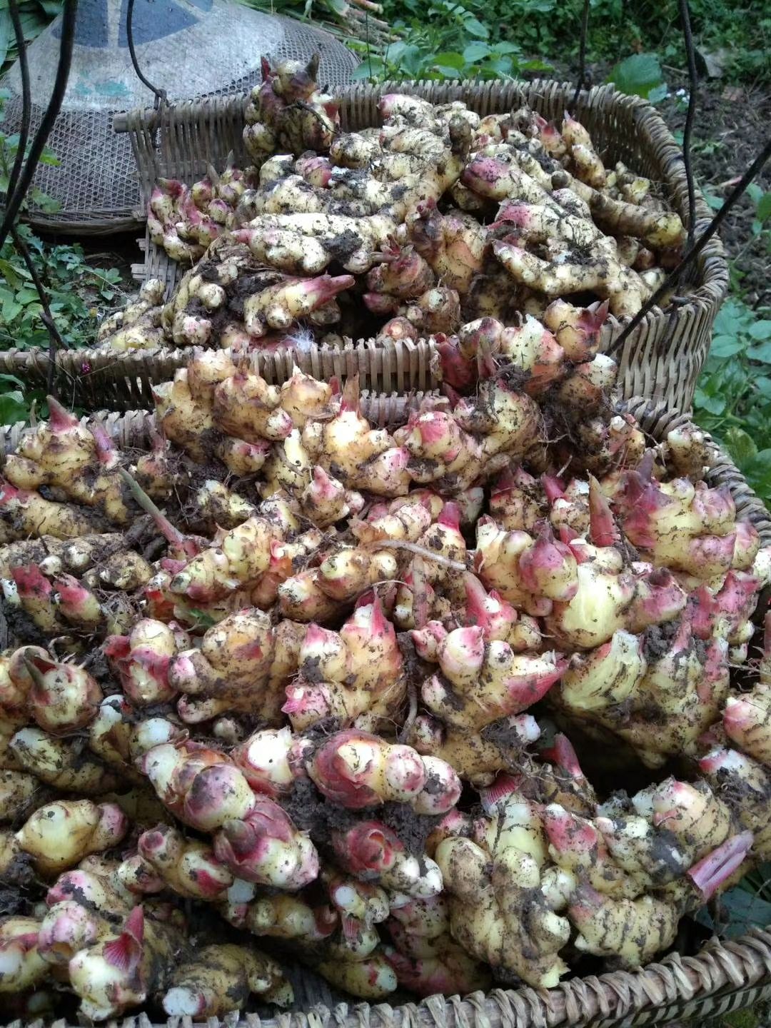  大量供应生姜小黄姜