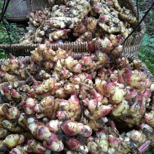 通道县 大量供应生姜小黄姜