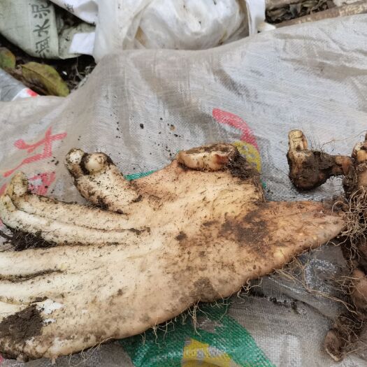 大方县野生山药  贵州土特产大山糯山药 非人工种植山药 可视频看货