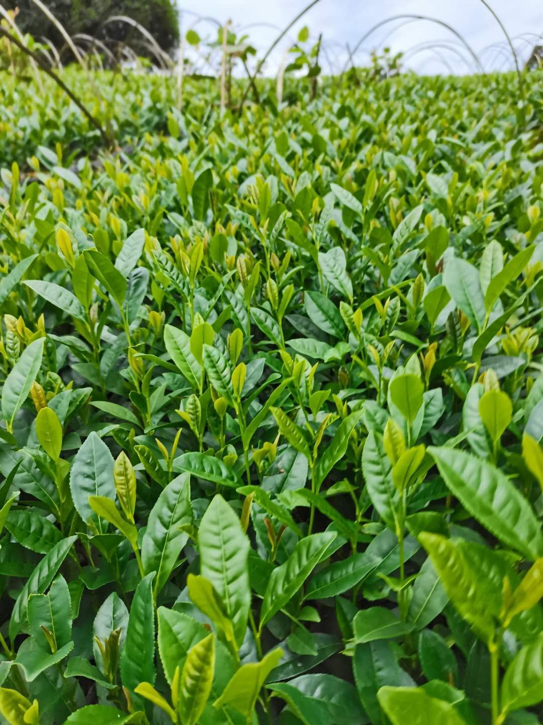 中茶108号茶树苗  品种齐全需要联系