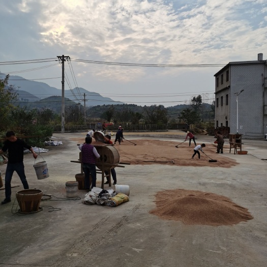 阳新县 绿色食品：小麦。不洒药，下施肥，不除草，地连作，自留种。