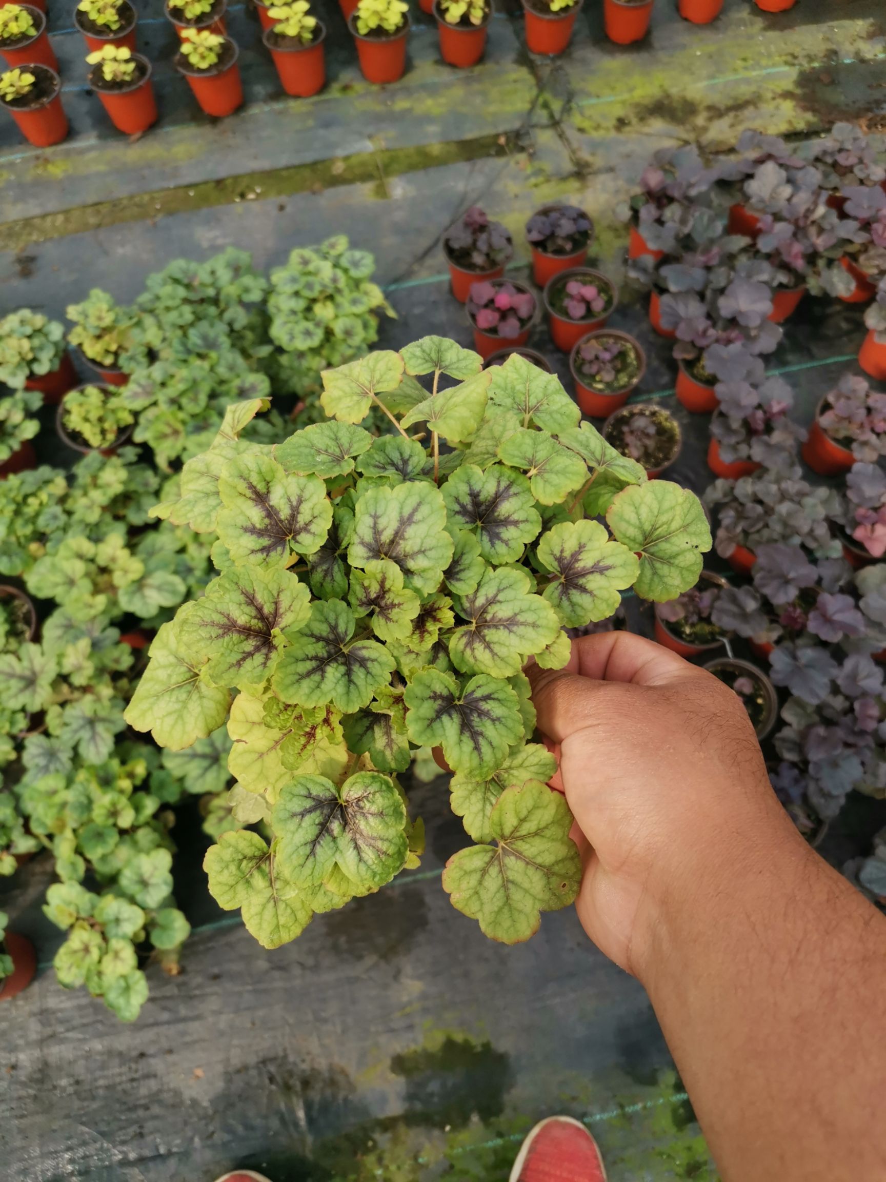 矾根种苗  矾根多色矾根矾根基地绿化苗珊瑚铃耐寒植物观赏植物