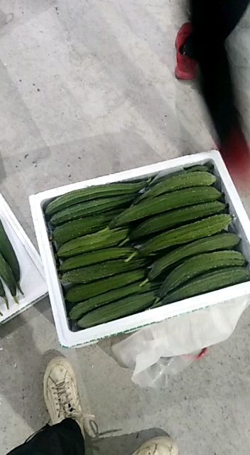 榕江县棱丝瓜  精品大棚种植丝瓜