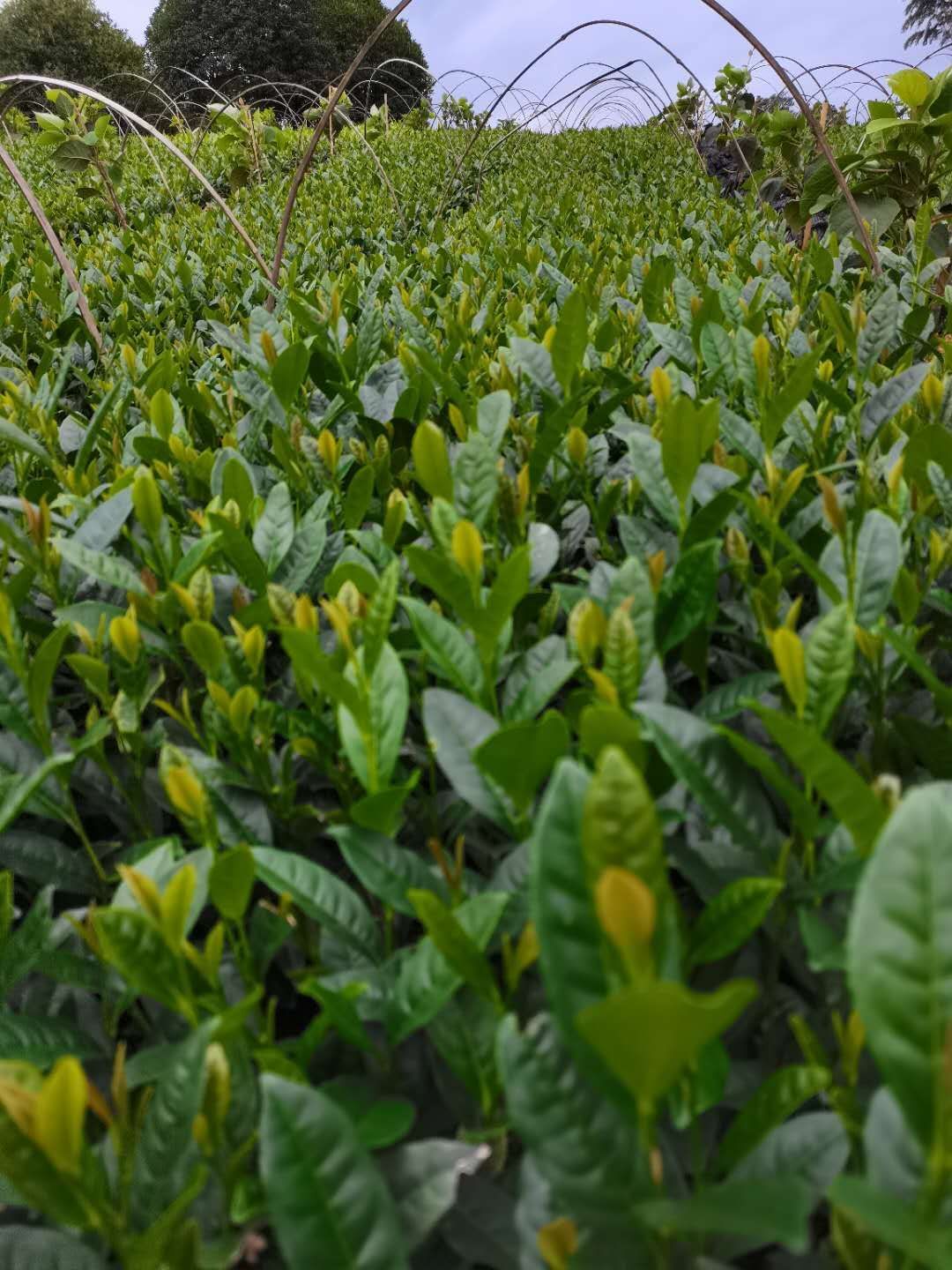 中茶108号茶树苗  品种齐全需要联系