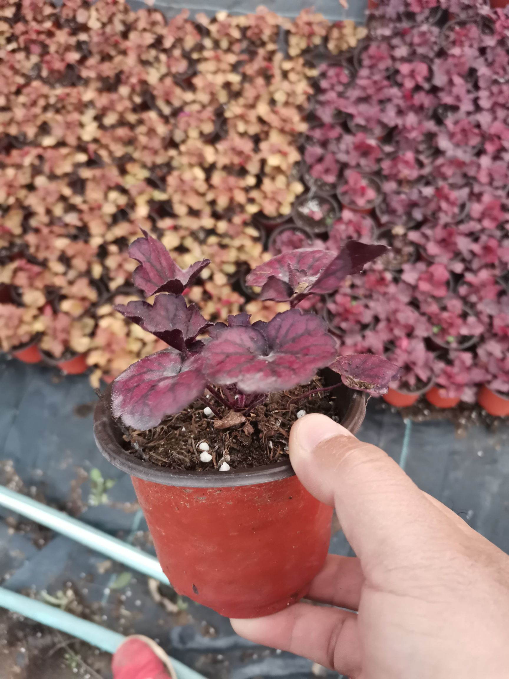 矾根种苗  矾根多色矾根矾根基地绿化苗珊瑚铃耐寒植物观赏植物