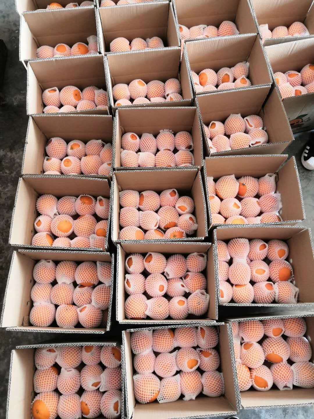 精品脐橙现採现发.一手货源个大皮薄口感甜