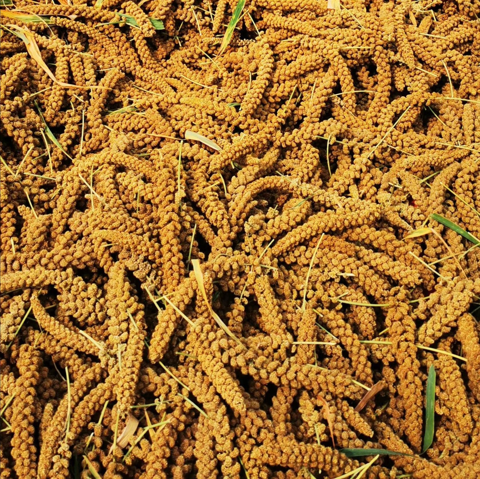 红小米  太行山梯田农户石撵红谷米（带点米糠）营养更全面养胃包邮