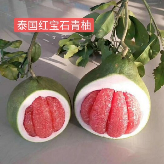 平和县泰国红宝石柚苗  2/3公分头径美植袋大苗。