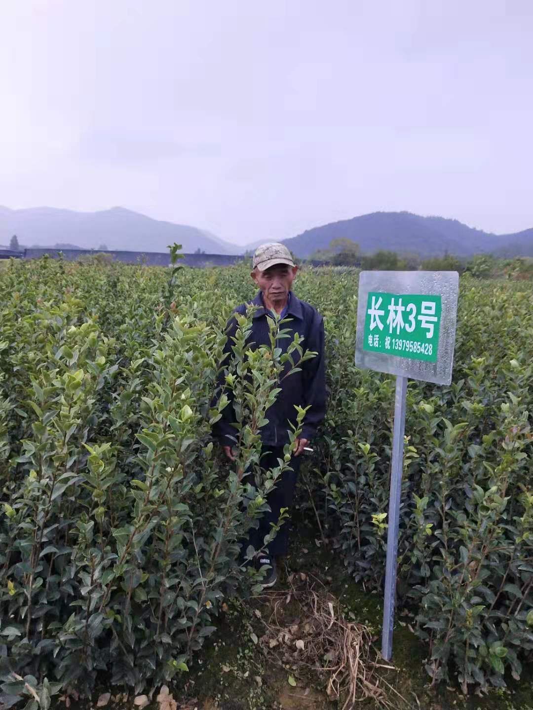 四球茶苗 杯装油茶树苗，产量高，成活率高，量大从优
