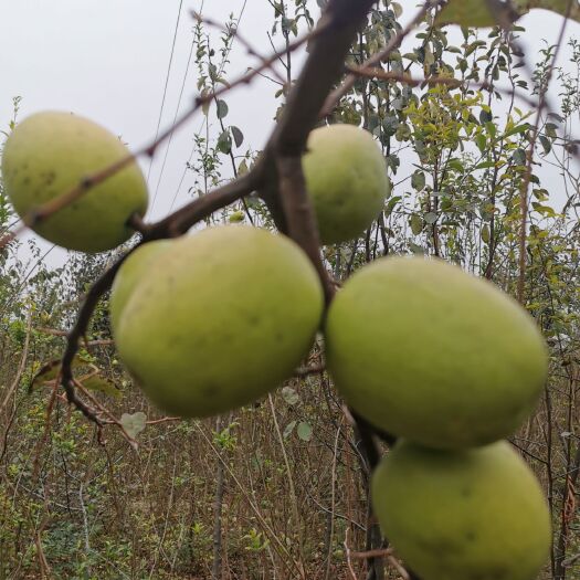 菏泽光皮木瓜 菏泽木瓜